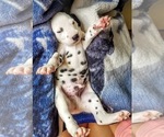 Puppy 4 Dalmatian