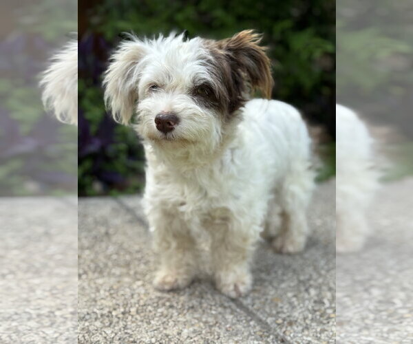 Medium Photo #1 Mutt Puppy For Sale in PIPE CREEK, TX, USA