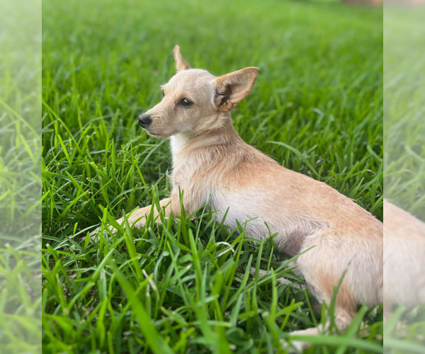 Medium Photo #10 Chihuahua-Unknown Mix Puppy For Sale in Cranston, RI, USA