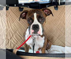 Boxer Dogs for adoption in Dumont, NJ, USA