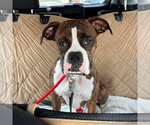 Small Boxer