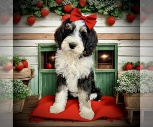 Bernedoodle Puppy for sale in MENIFEE, CA, USA