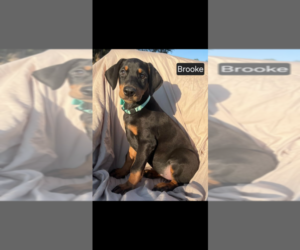 Medium Photo #8 Doberman Pinscher Puppy For Sale in POMEROY, OH, USA