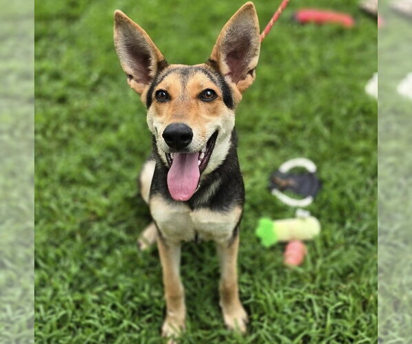 Medium Photo #1 German Shepherd Dog Puppy For Sale in Yardley, PA, USA