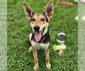 German Shepherd Dog Dogs for adoption in Yardley, PA, USA