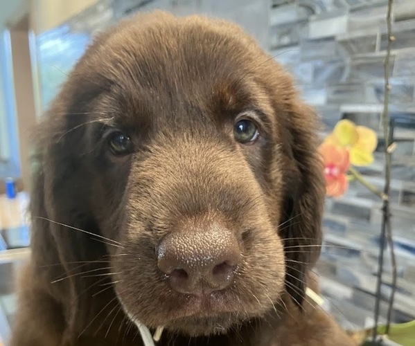 Medium Photo #9 Flat Coated Retriever Puppy For Sale in LAHAINA, HI, USA