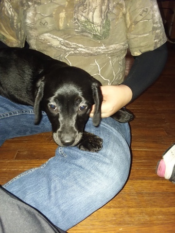 Medium Photo #1 Dachshund-Labrador Retriever Mix Puppy For Sale in GREENVILLE, OH, USA