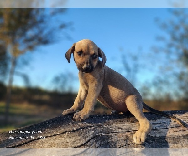 Medium Photo #6 Catahoula Leopard Dog Puppy For Sale in CUMBY, TX, USA