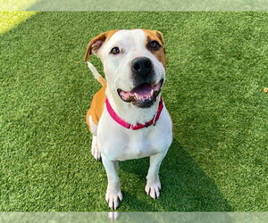 Mutt Dogs for adoption in Orange, CA, USA