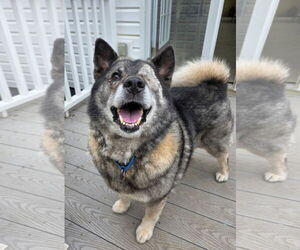 Norwegian Elkhound Dogs for adoption in Rustburg, VA, USA