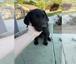 Small #6 Labrador Retriever