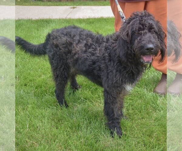 Medium Photo #2 Mutt Puppy For Sale in Huntley, IL, USA