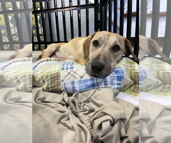 Medium Photo #5 Labrador Retriever-Unknown Mix Puppy For Sale in Derwood, MD, USA