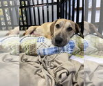 Small #4 Labrador Retriever Mix