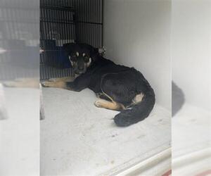 Labrottie Dogs for adoption in Houston, TX, USA