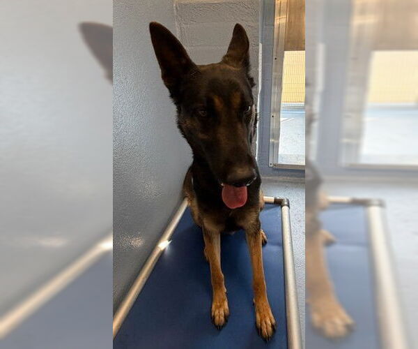 Medium Photo #2 German Shepherd Dog Puppy For Sale in Downey, CA, USA