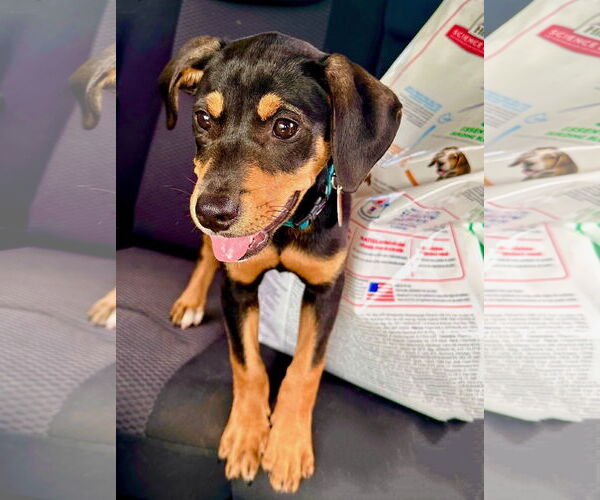 Medium Photo #1 Labrador Retriever-Unknown Mix Puppy For Sale in Royal Palm Beach, FL, USA