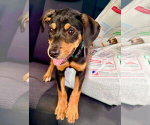 Labrador Retriever-Unknown Mix Dogs for adoption in Royal Palm Beach, FL, USA