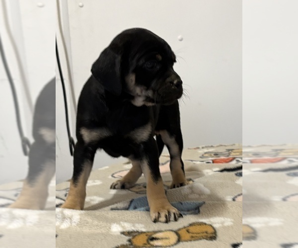 Medium Photo #6 Carlin Pinscher Puppy For Sale in COBB, WI, USA