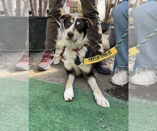 Medium Photo #1 Mutt Puppy For Sale in Woodbury, NY, USA