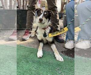 Mutt Dogs for adoption in Woodbury, NY, USA