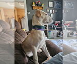 Small #3 Labrador Retriever Mix