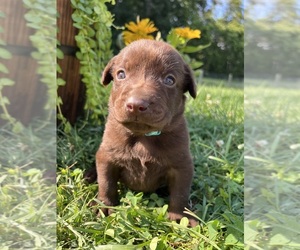 Labrador Retriever Puppy for sale in NEOLA, WV, USA