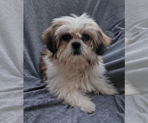 Shih Tzu Puppy for sale in WALSH, IL, USA