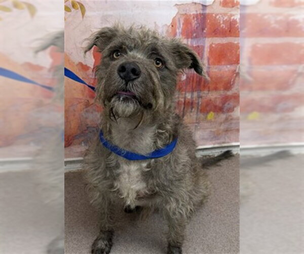 Medium Photo #1 Mutt Puppy For Sale in San Bernardino, CA, USA