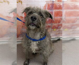 Mutt Dogs for adoption in San Bernardino, CA, USA