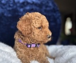 Small #2 Goldendoodle (Miniature)
