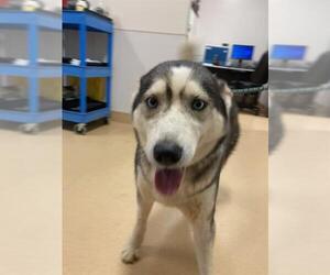 Siberian Husky Dogs for adoption in South Lake Tahoe, CA, USA