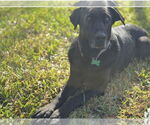 Small #3 Mutt