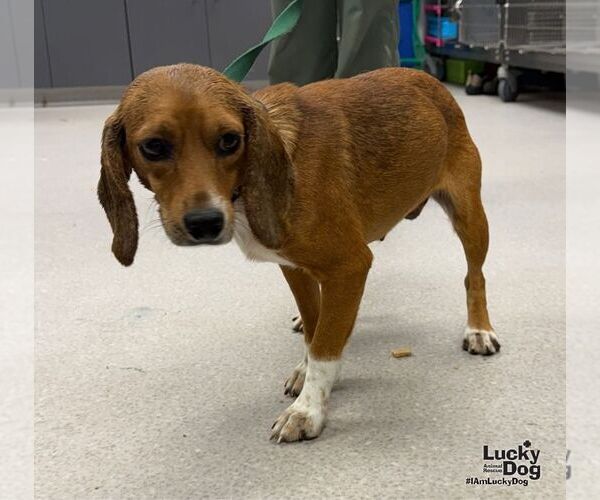 Medium Photo #1 Beagle-Unknown Mix Puppy For Sale in Washington, DC, USA