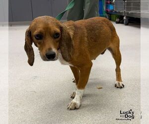 Beagle-Unknown Mix Dogs for adoption in Washington, DC, USA