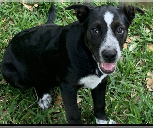 Medium Photo #1 Mutt Puppy For Sale in Spring, TX, USA