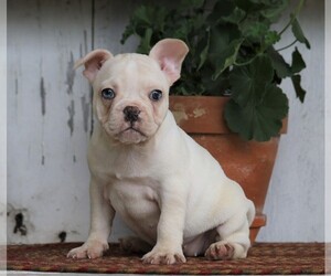 French Bulldog Puppy for sale in FREDERICKSBG, OH, USA