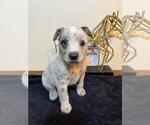Small #13 Texas Heeler