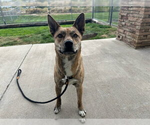 German Shepherd Dog-Unknown Mix Dogs for adoption in Pueblo, CO, USA