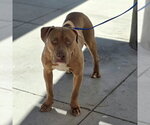 Small #1 Mutt