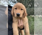 Puppy Cedar Golden Retriever