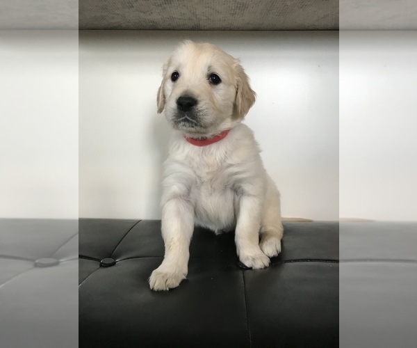 Medium Photo #1 Golden Retriever Puppy For Sale in MYERSTOWN, PA, USA