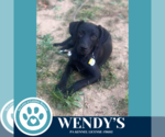 Small Labrador Retriever Mix