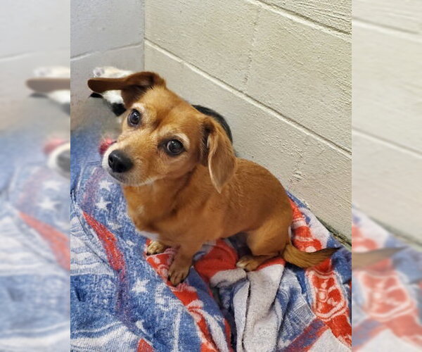 Medium Photo #1 Dachshund-Unknown Mix Puppy For Sale in Lake City, MI, USA