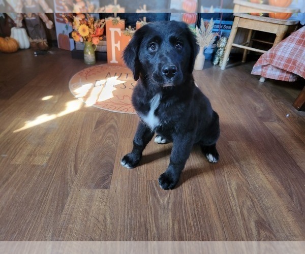 Medium Photo #35 Golden Mountain Dog Puppy For Sale in BLACK FOREST, CO, USA
