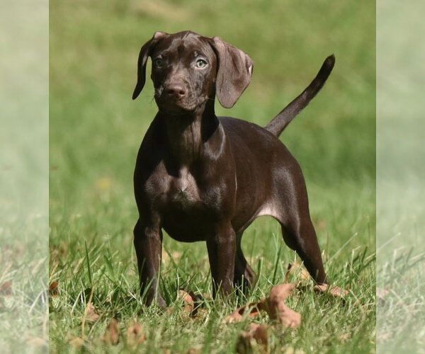 Medium Photo #3 Chocolate Labrador retriever-Pointer Mix Puppy For Sale in Mechanicsburg, PA, USA