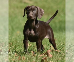 Fila - Female Chocolate Labrador retriever-Pointer Mix Dog for Adoption - Photo #3