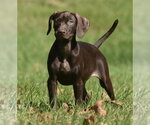 Small Photo #3 Chocolate Labrador retriever-Pointer Mix Puppy For Sale in Mechanicsburg, PA, USA