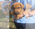 Small Photo #3 Australian Shepherd-Black Mouth Cur Mix Puppy For Sale in Salt Lake City, UT, USA