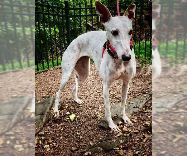 Medium Photo #3 Whippet Puppy For Sale in Cherry Hill, NJ, USA